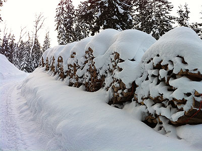 Lagerung der Buchenscheite im Winter